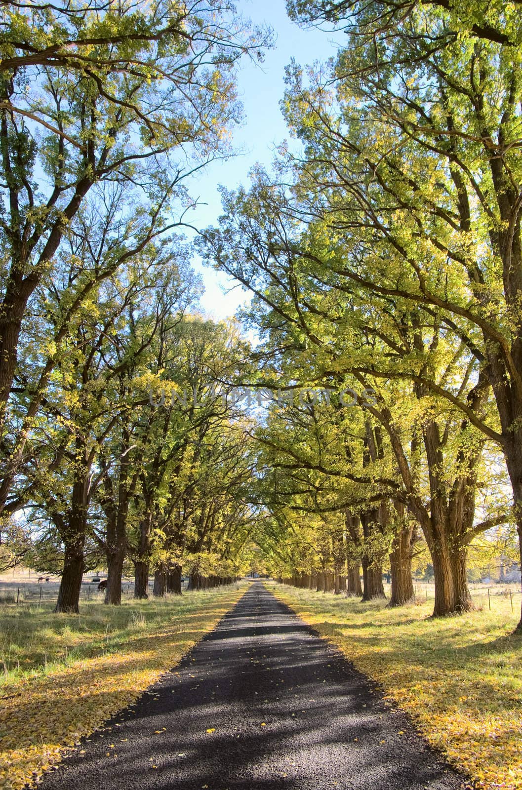 great image of an autumn country road