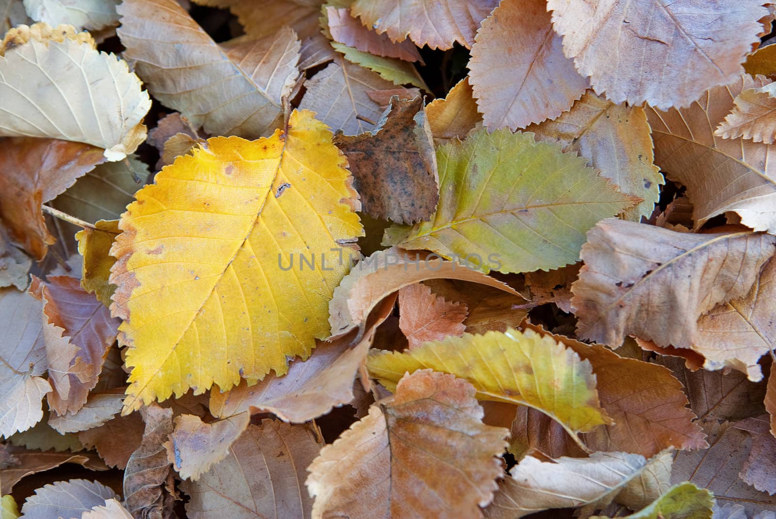 fallen autumn fall leaves background image