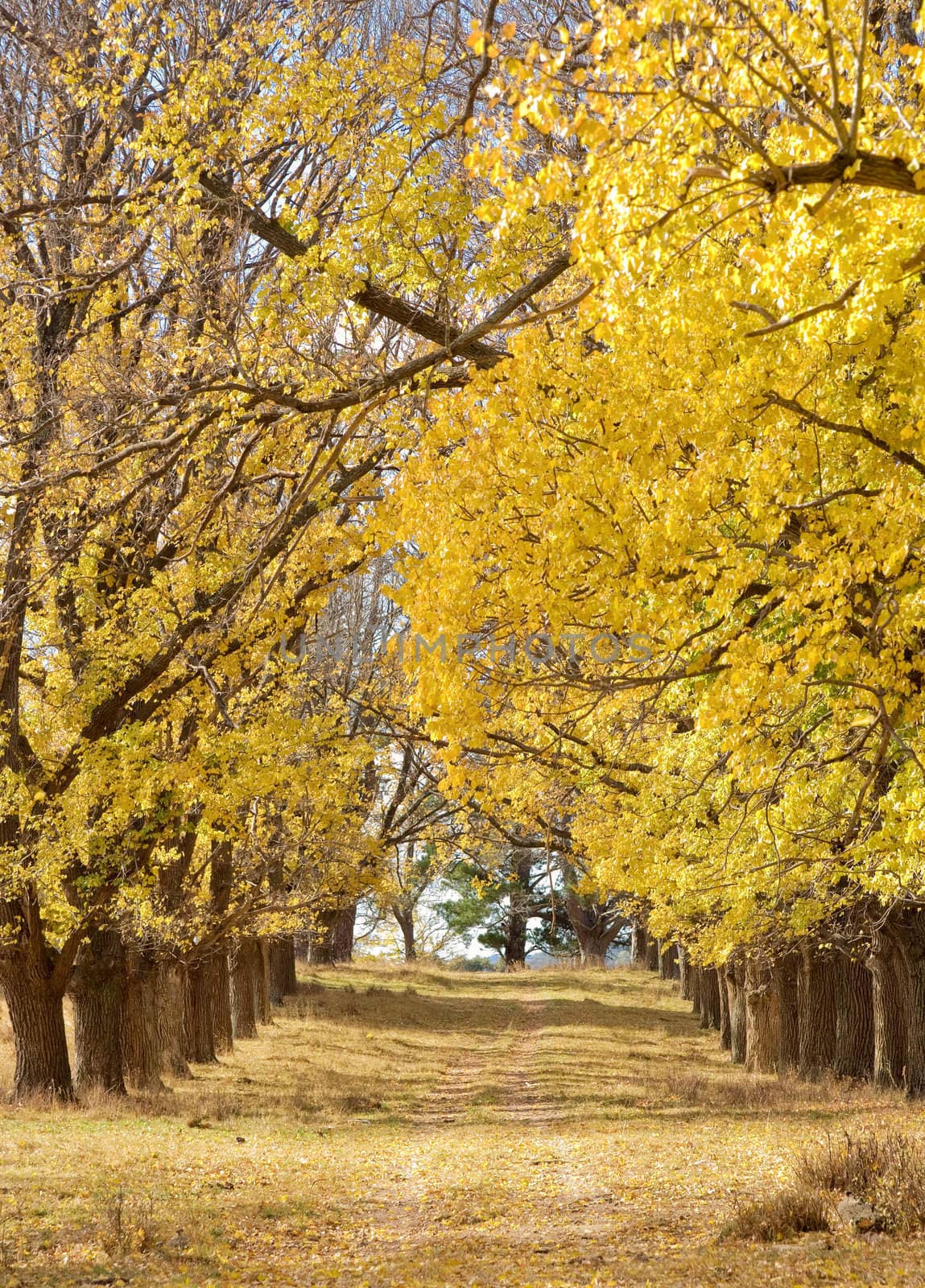 great autumn trees in the park