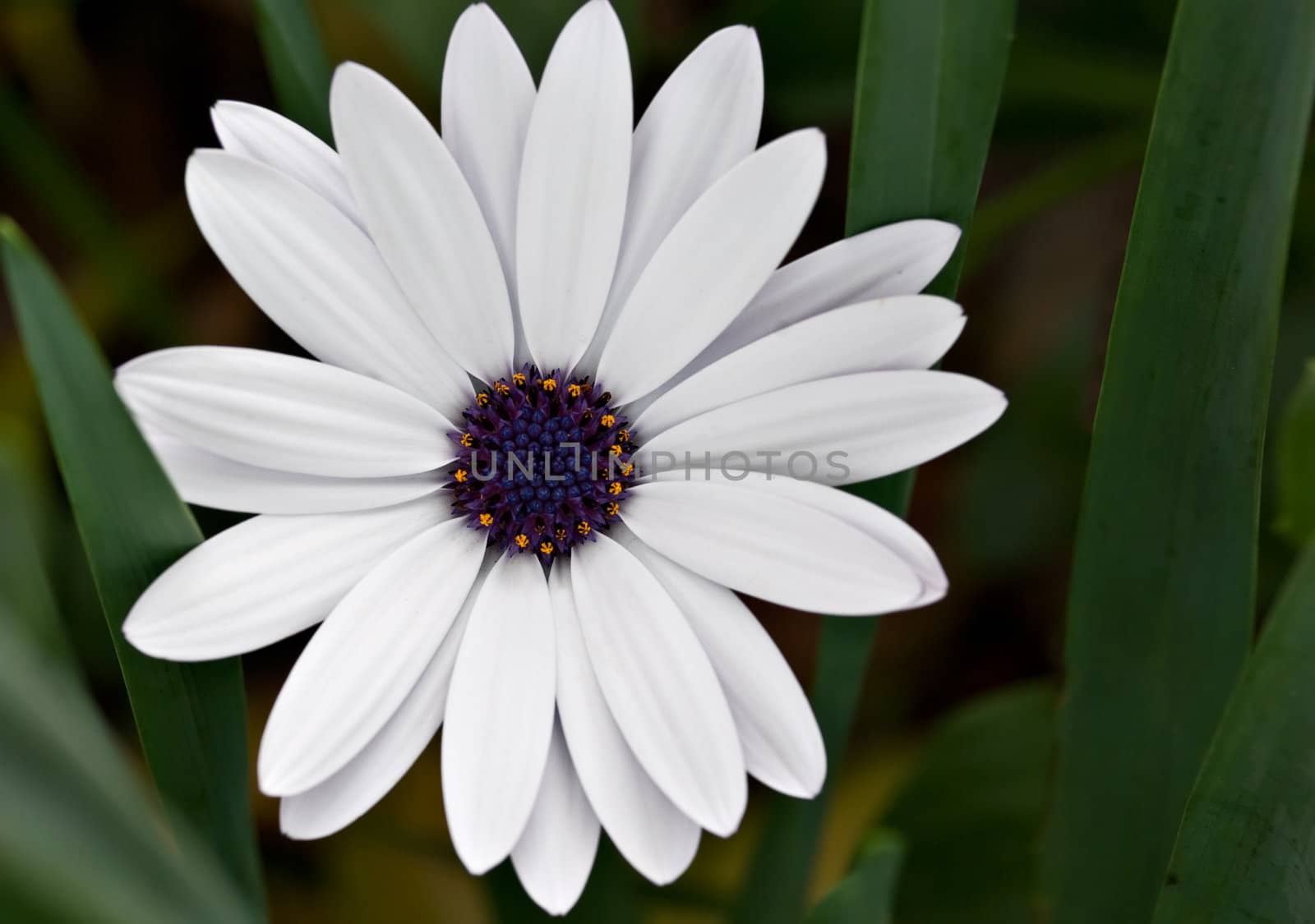 beautiful white daisy sticks out from amongst the leaves
