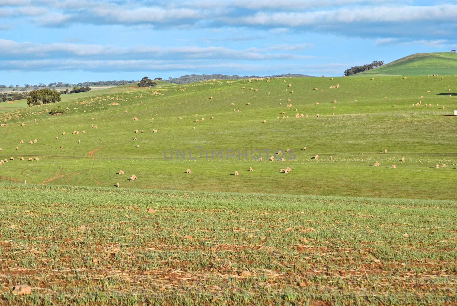 great image of sheep in the field