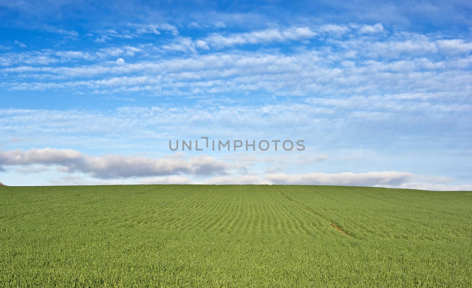 great image of a green wheat field and blue sky