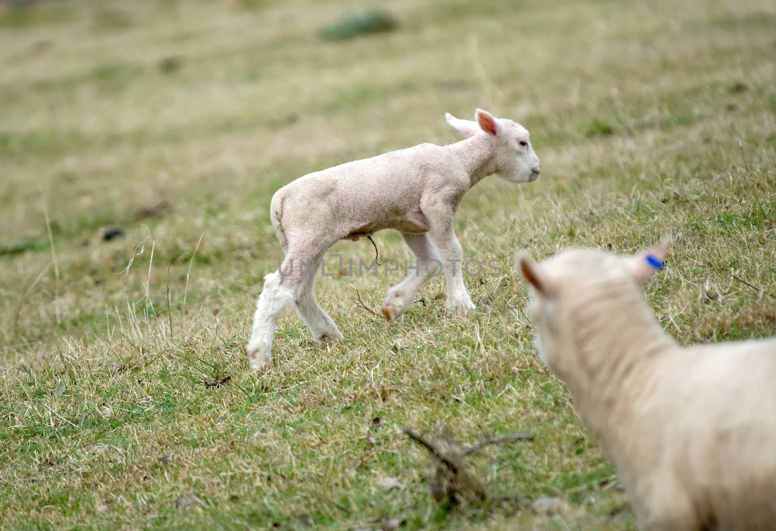 great image of a young lamb on the farm