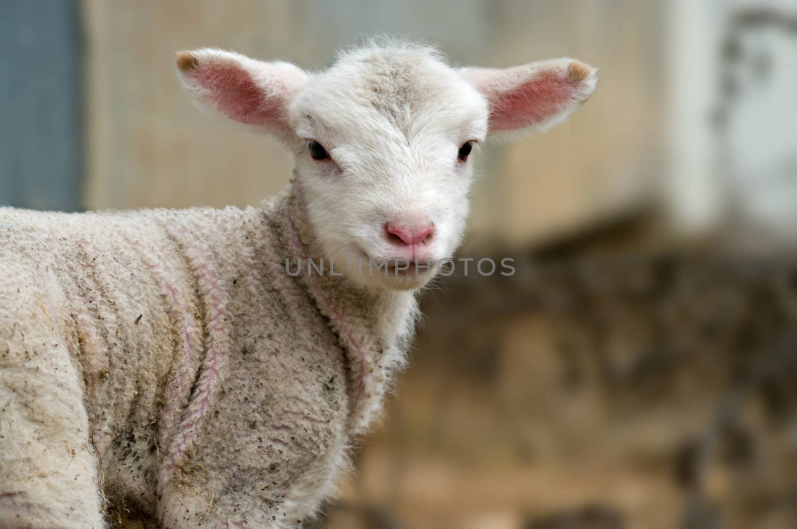 a great image of a young lamb on the farm