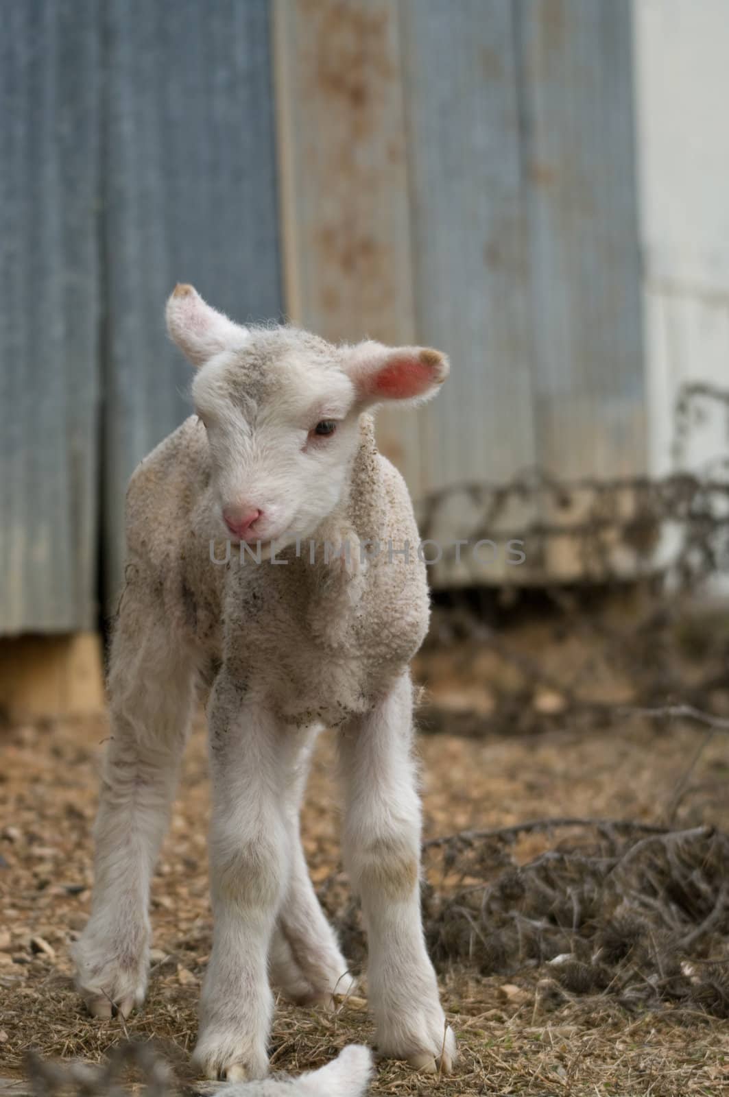 great image of a young lamb on the farm