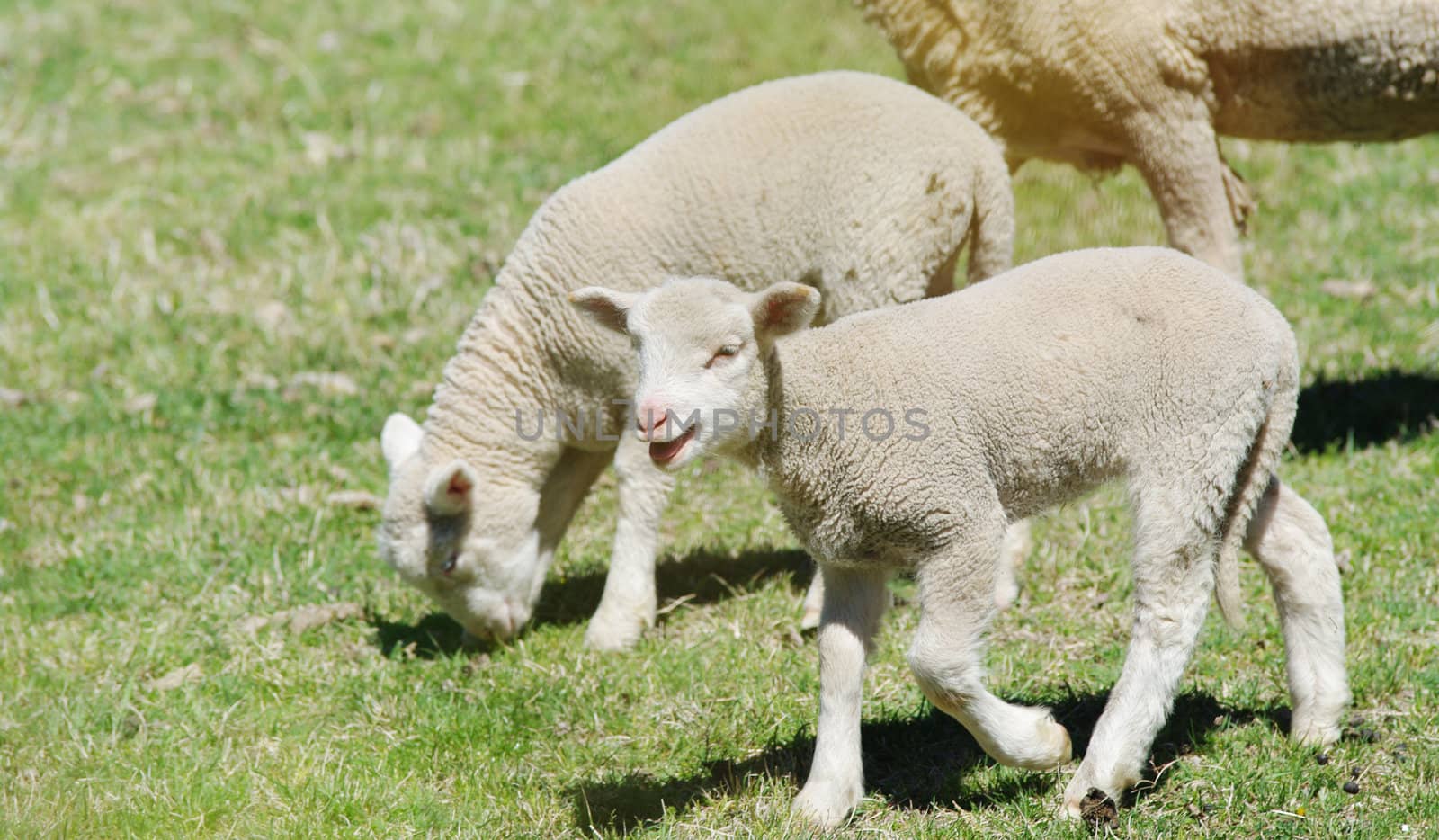 great image of young lambs on the farm