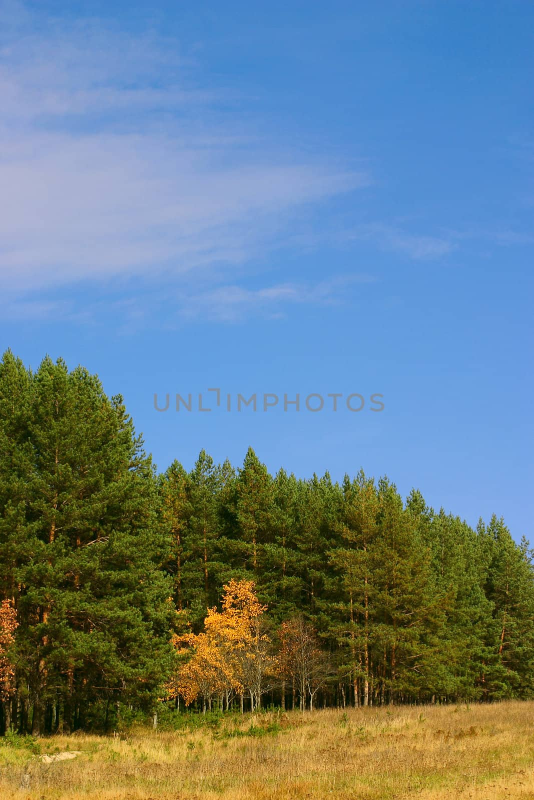 Autumn landscape with an edge of wood and road