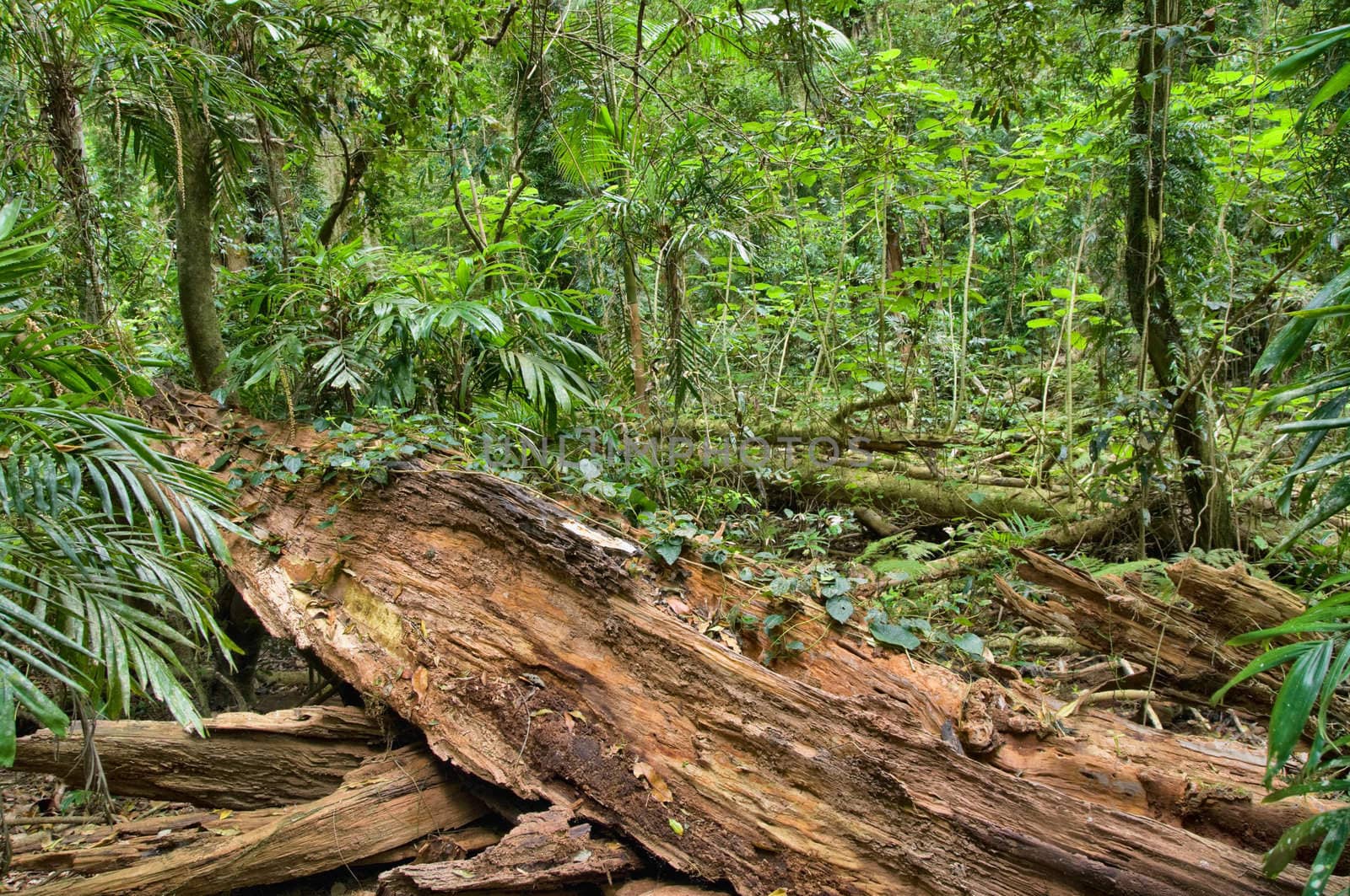 great image of the beauty of the rainforest with fallen log