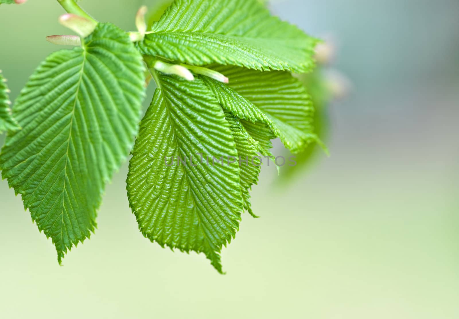 great image of nice green leaves in spring