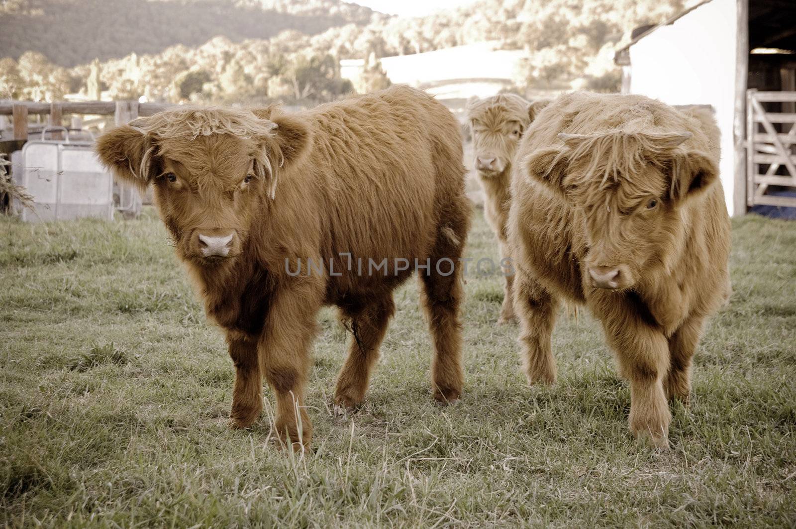 image of young pedigree scottish highland cows on the farm, focus on left hand cow