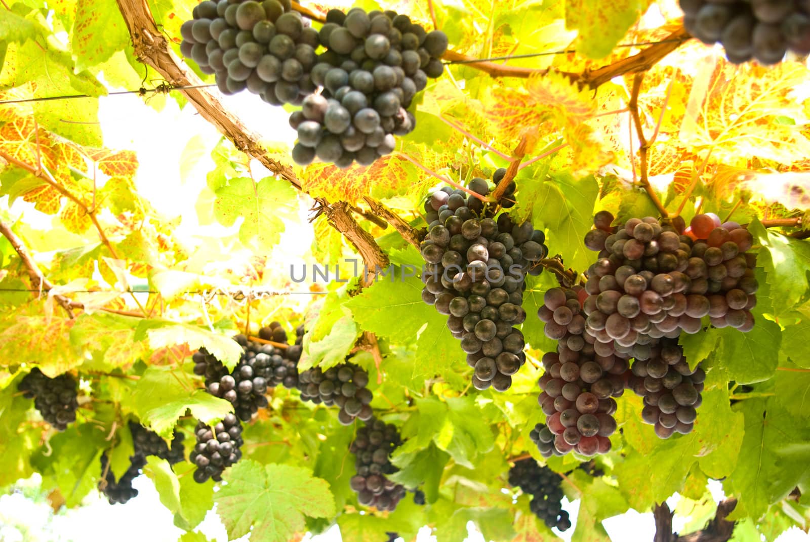 Grape fruit on tree, Vineyards by pixbox77