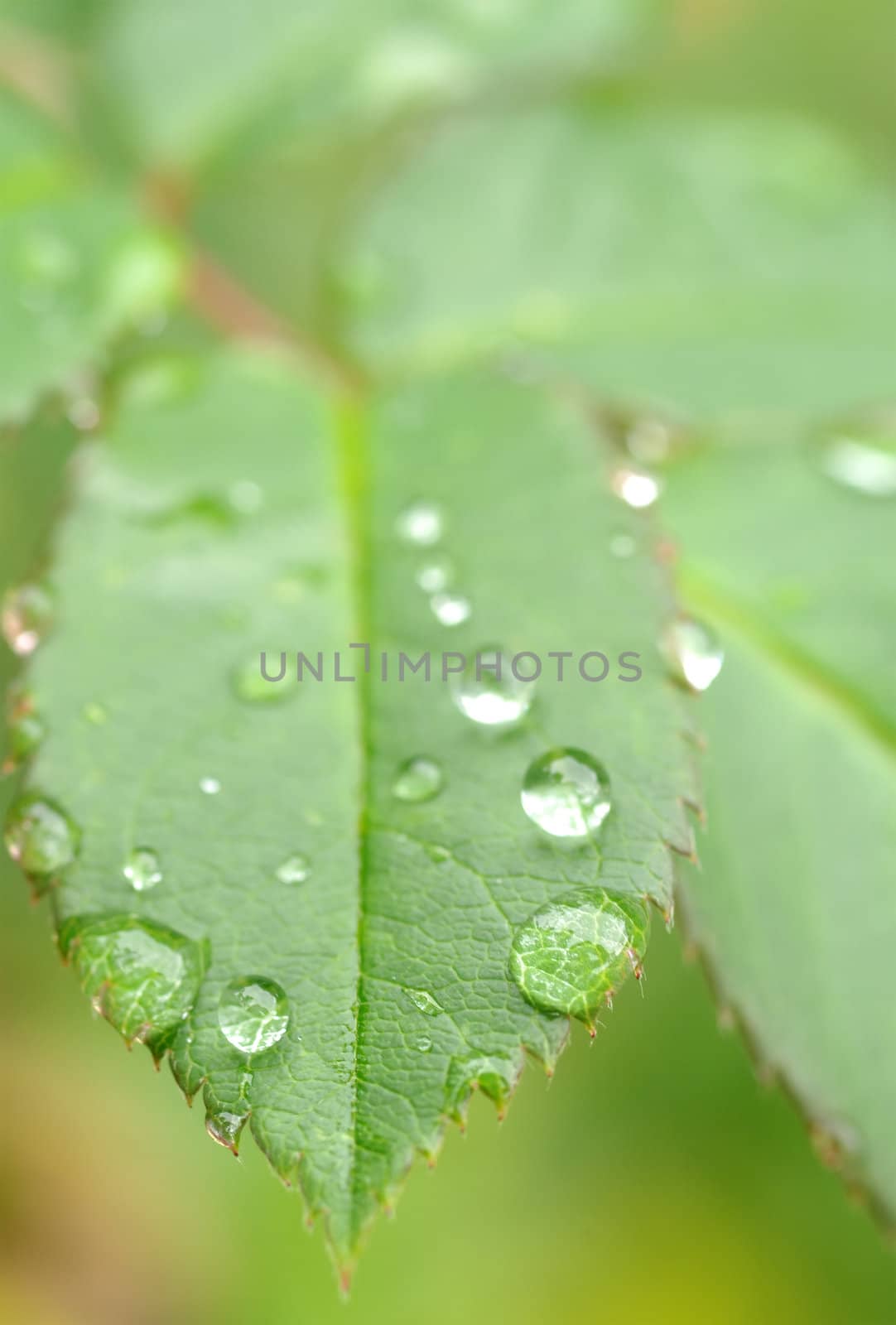 great image of water drops on leaves