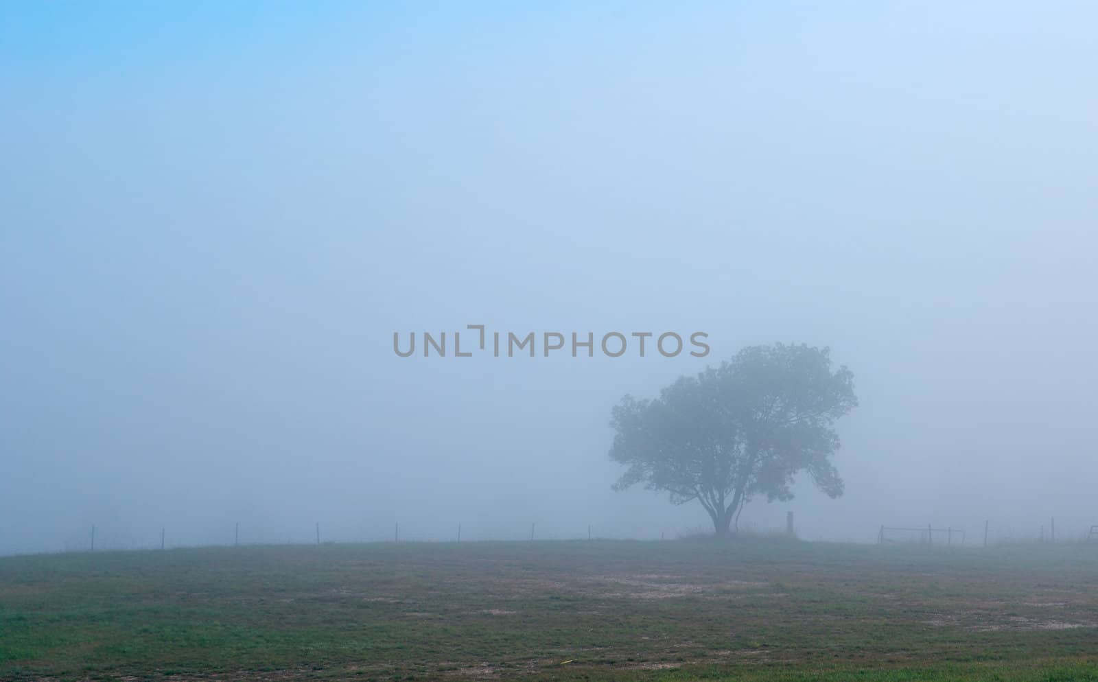 a single lonely tree on a foggy morning