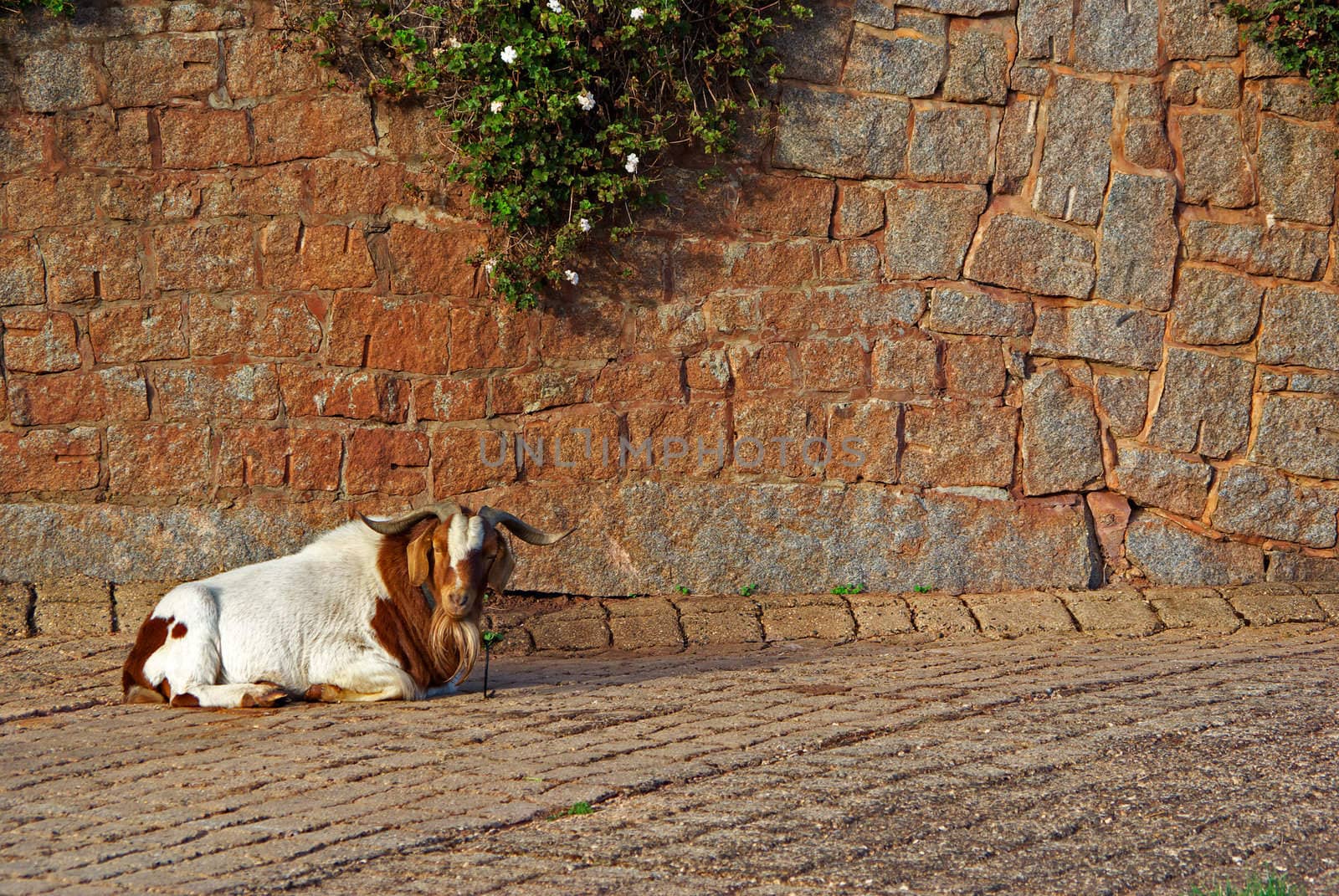 a hairy goat sits on the cobblestones and watches