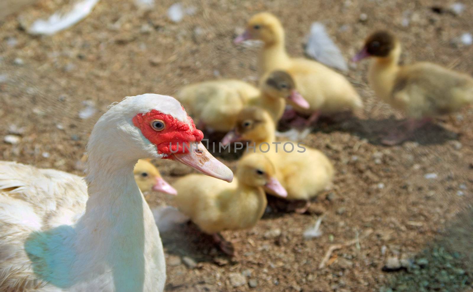 a mother duck watches and guards her little ducklings