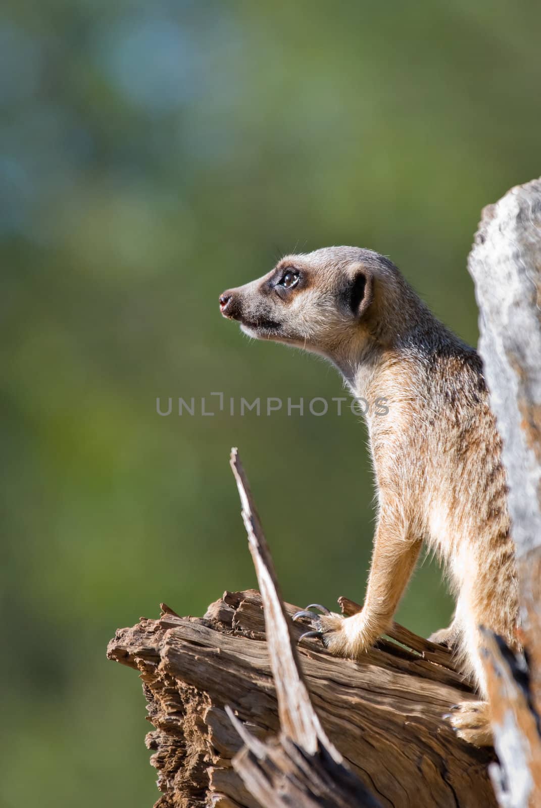 a beautiful and adorable meerkat is on guard on a tree stump