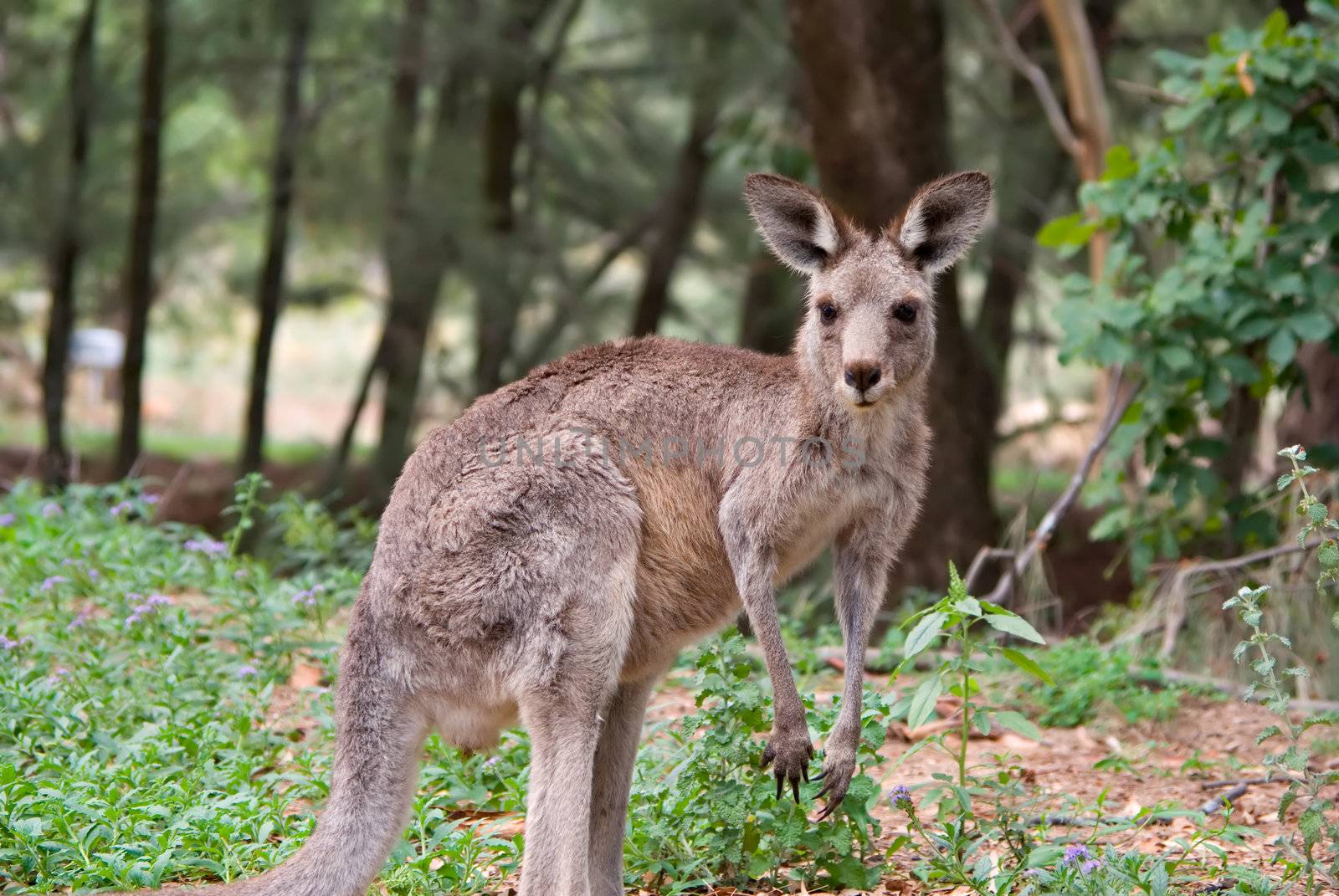 an image of an small eastern grey kangaroo in the wild