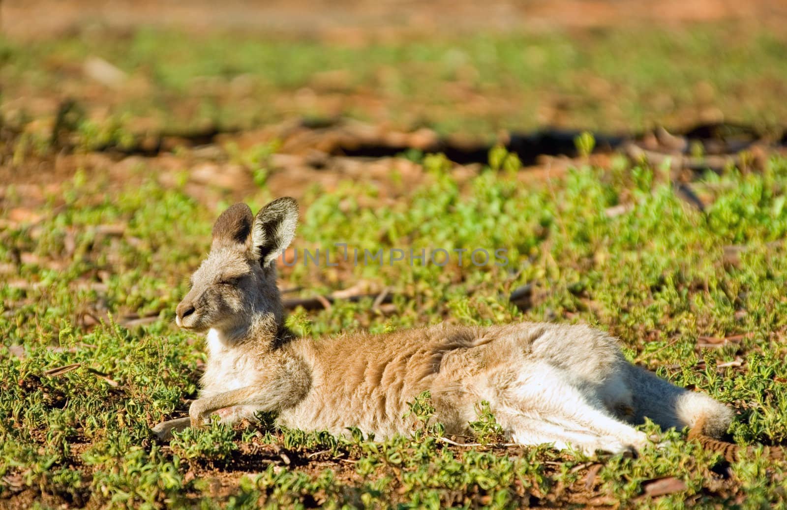 an eastern grey kangaroo is laying down, resting and enjoying the morning sun
