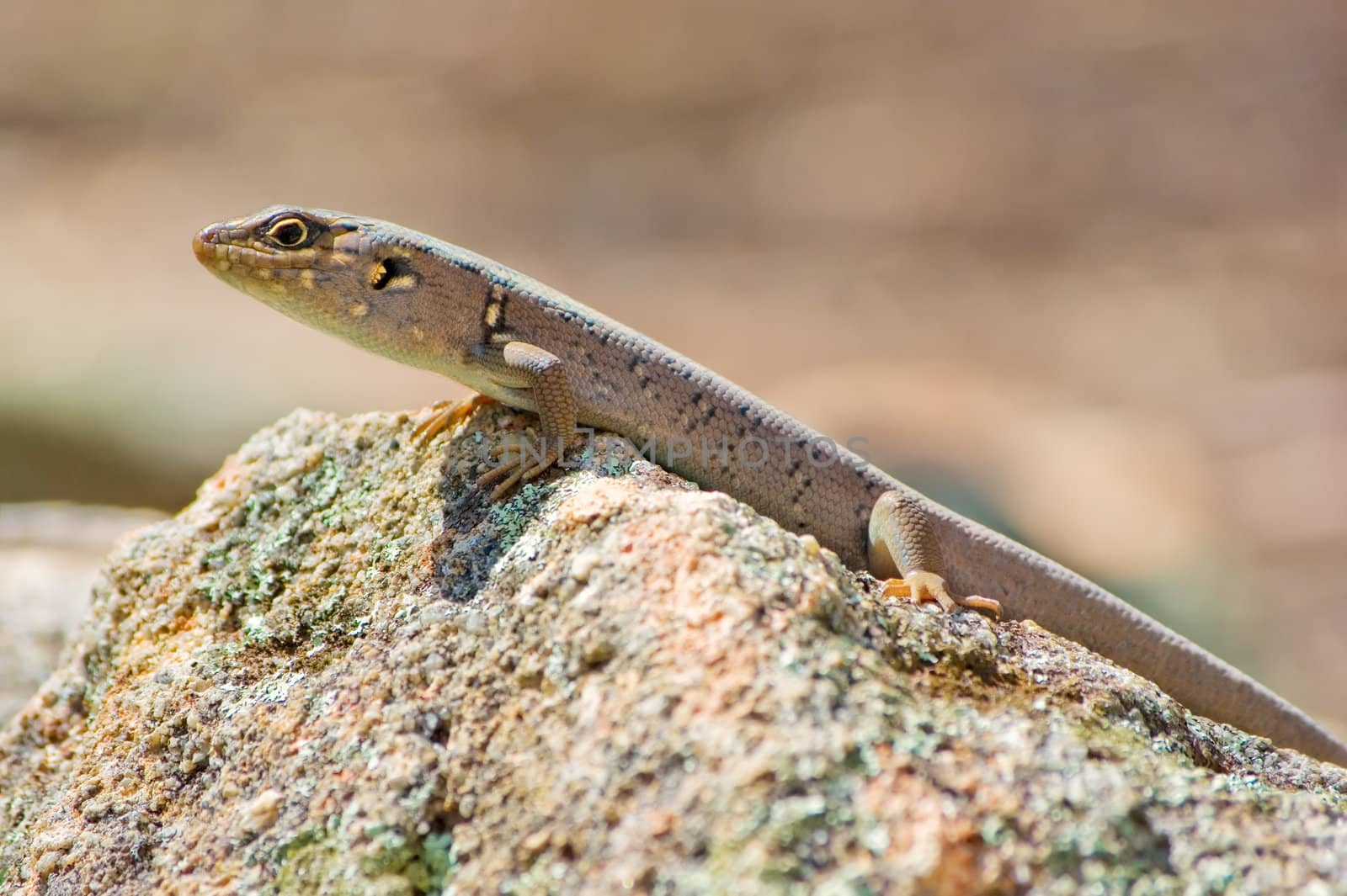 a little skink lizard lays flat out a rock to get warm in the sun