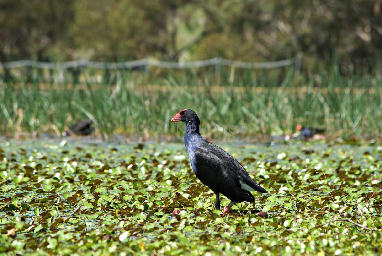 a water hen is wandering around the lilypads in the wetlands