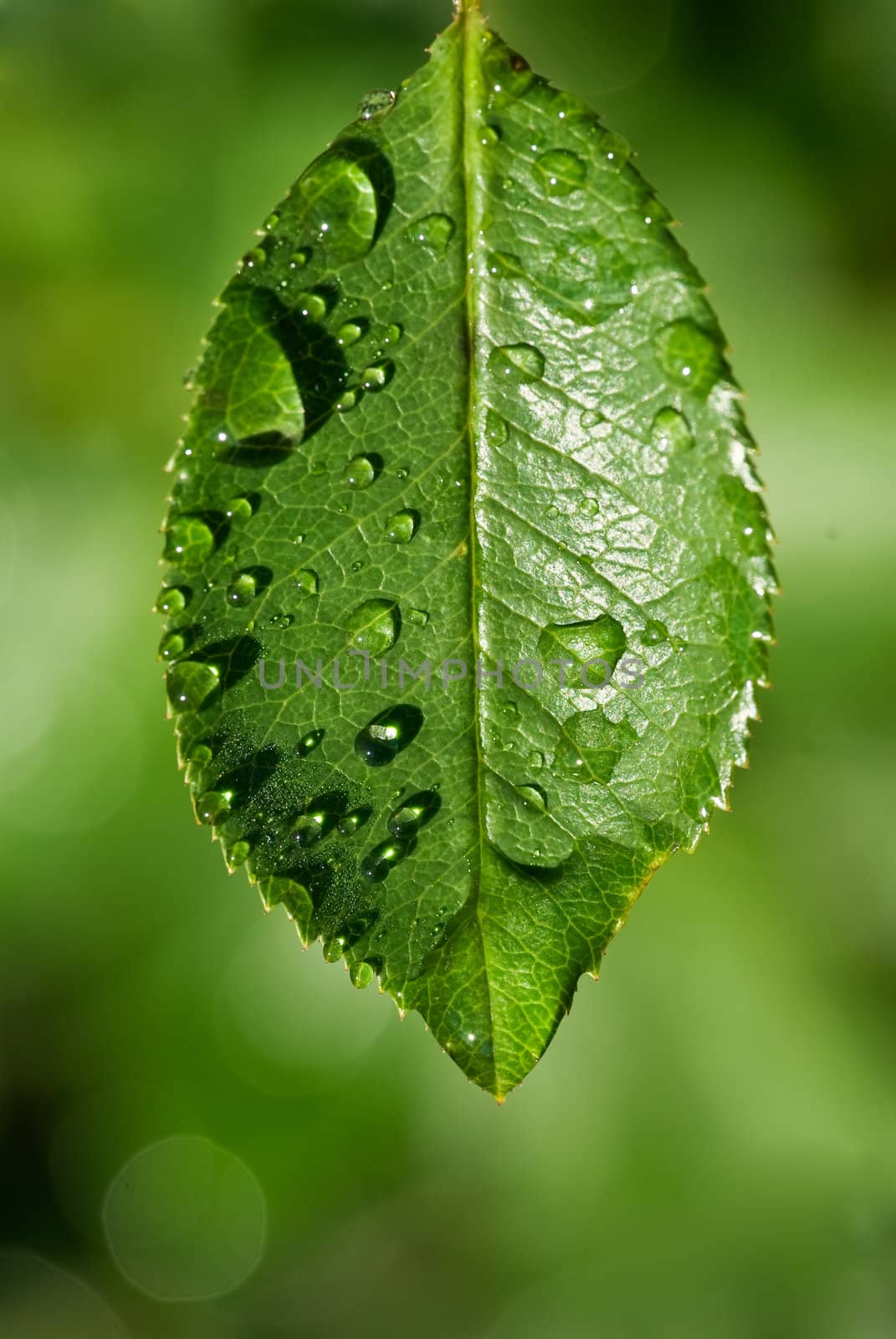 clear water drops on a delicate green leaf