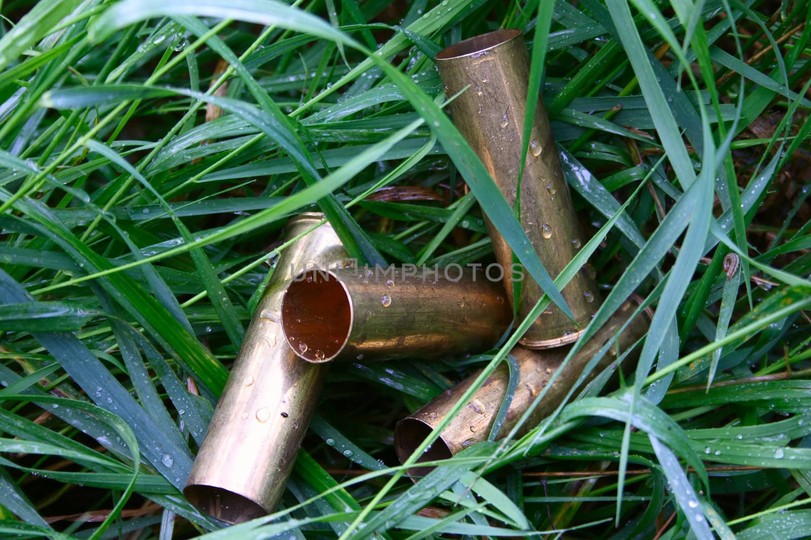 Sleeves from the hunting cartridges in a grass the covered dew
