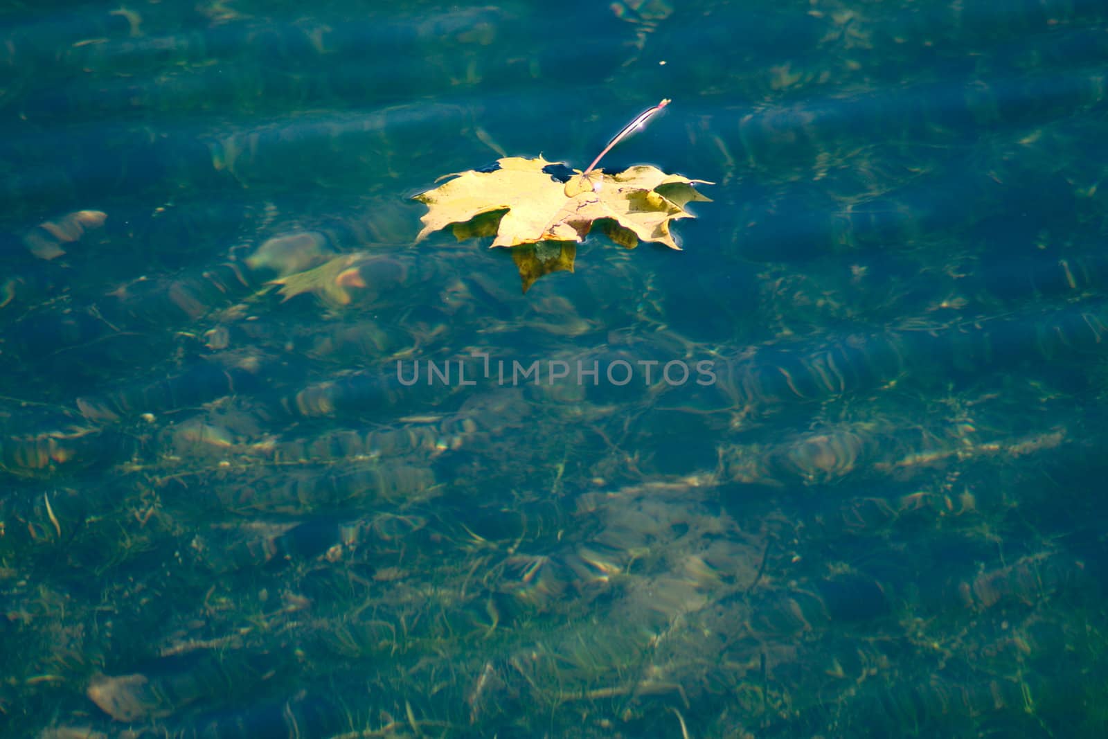 Autumn maple leaf floating in water removed close up