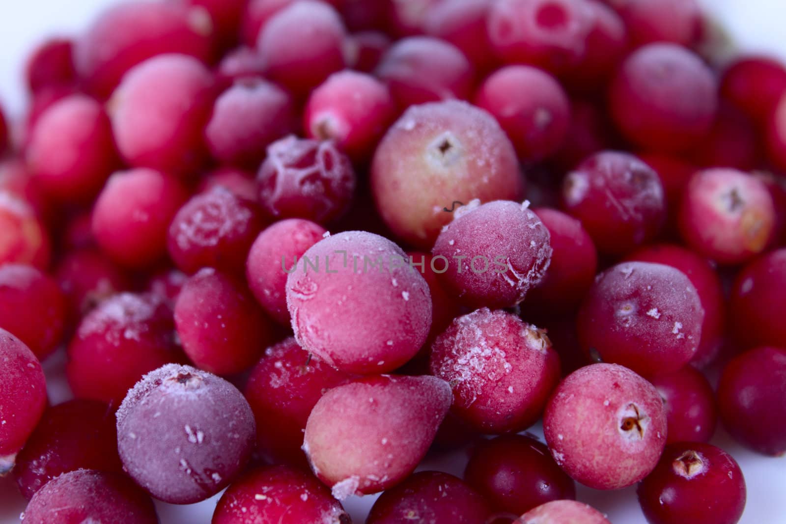 The frozen berries of a cowberry removed close up