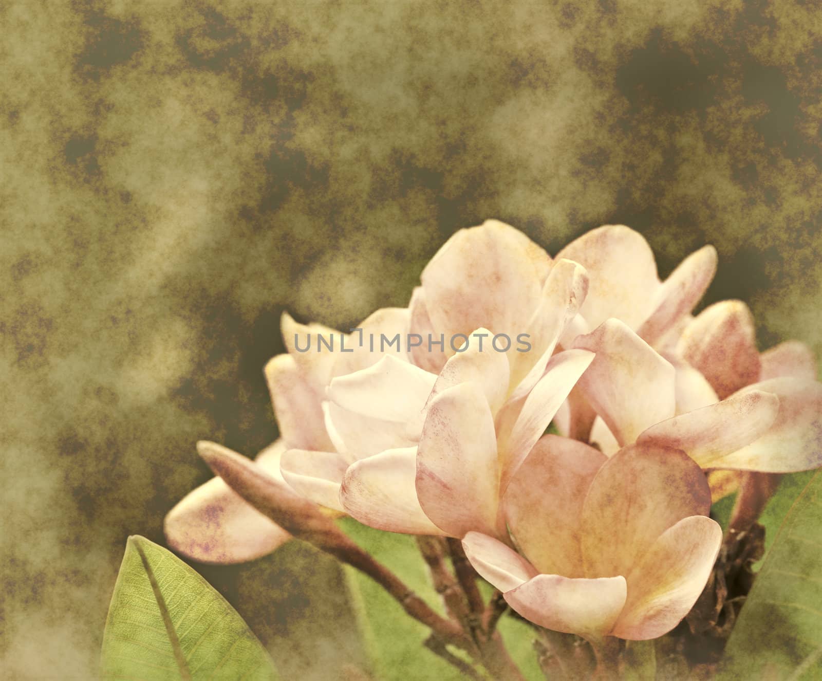 beautiful blooms of the frangipani flower in soft muted grunge style