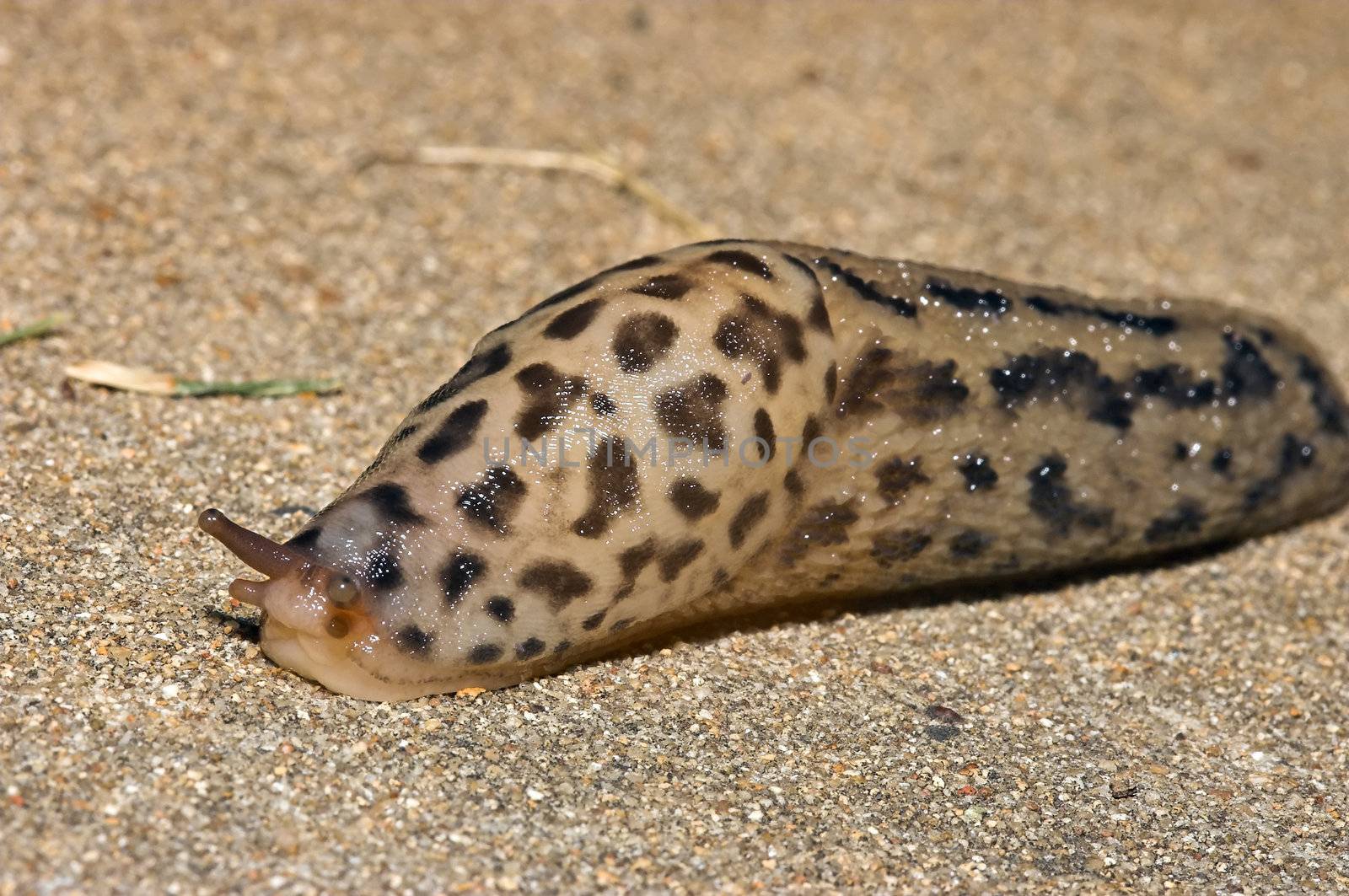 grumpy the leopard slug slowly slithers over some concrete