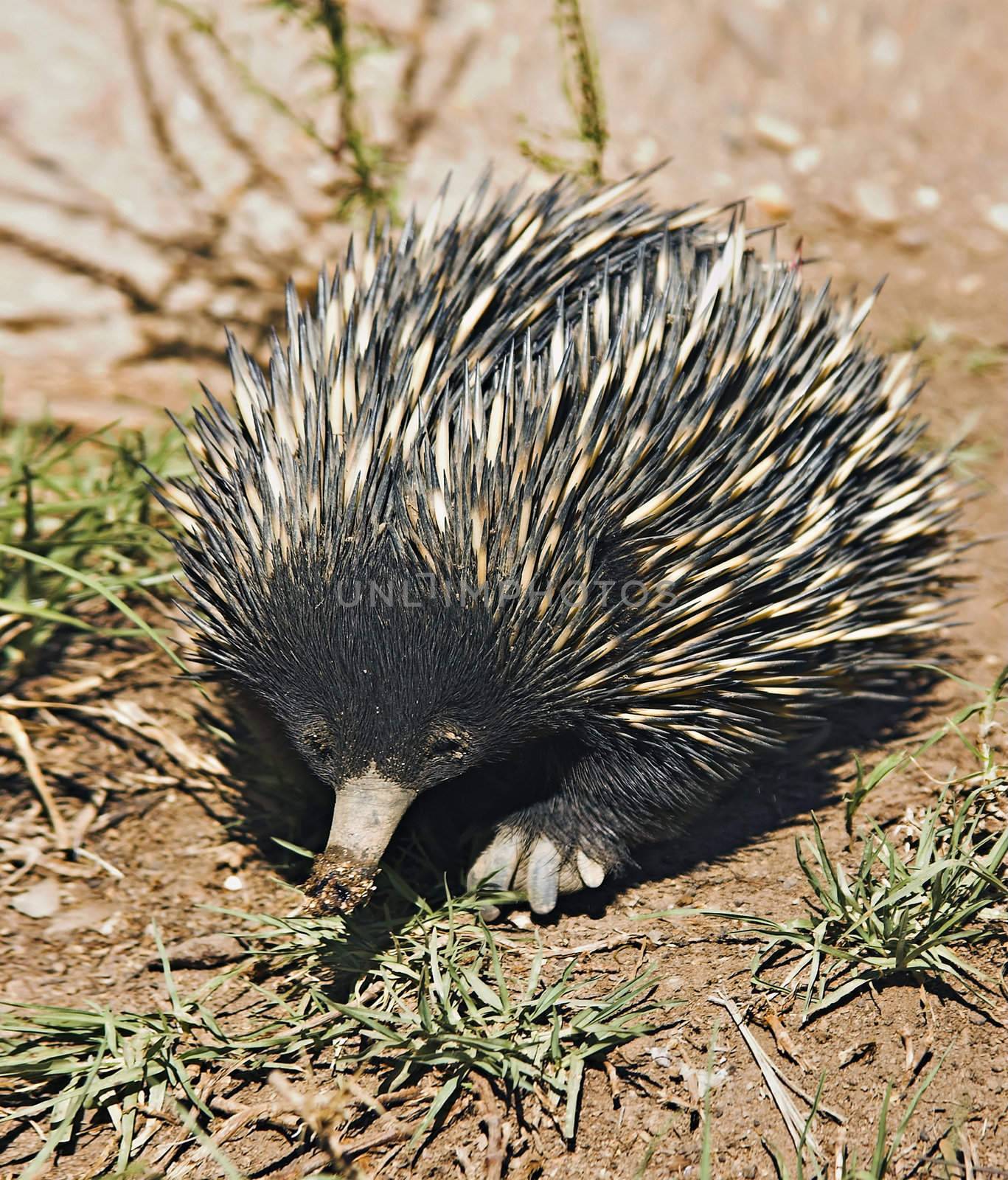 an australian echidna or spiny anteater walks along