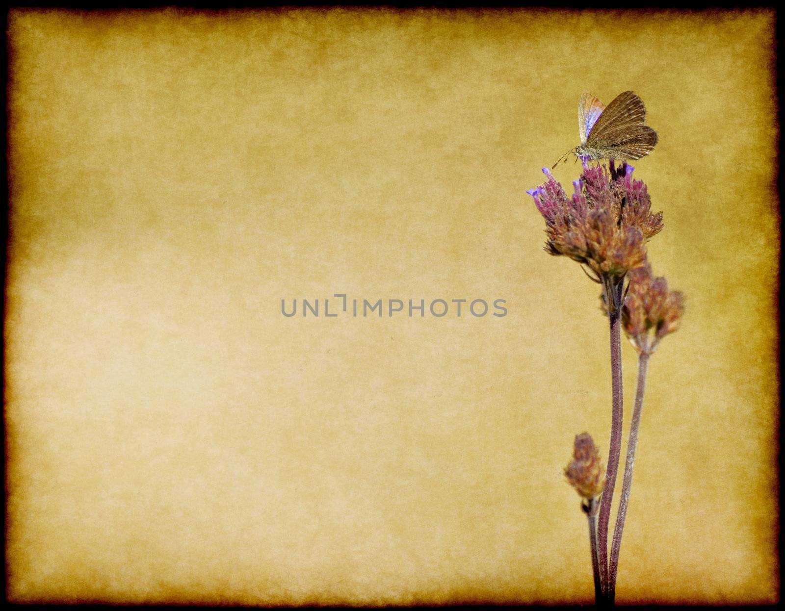  a small butterfly or moth  on a flower on grungy paper on black