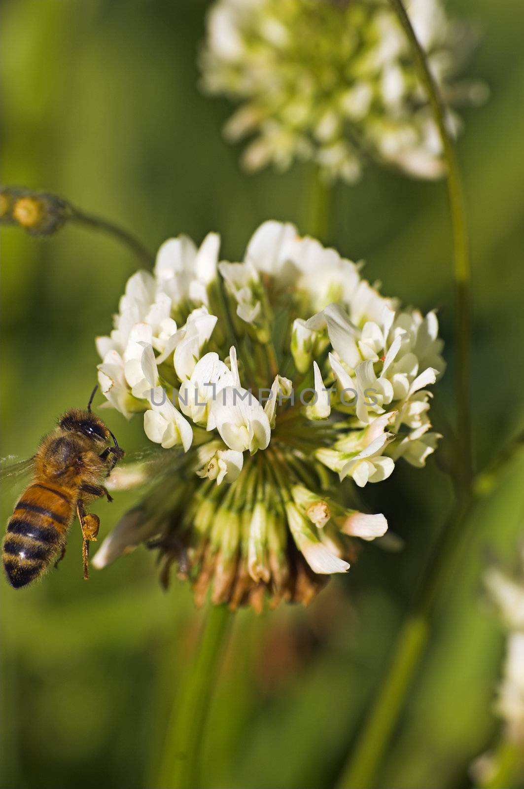 a bee flies up to a clover flower to collect some more pollen