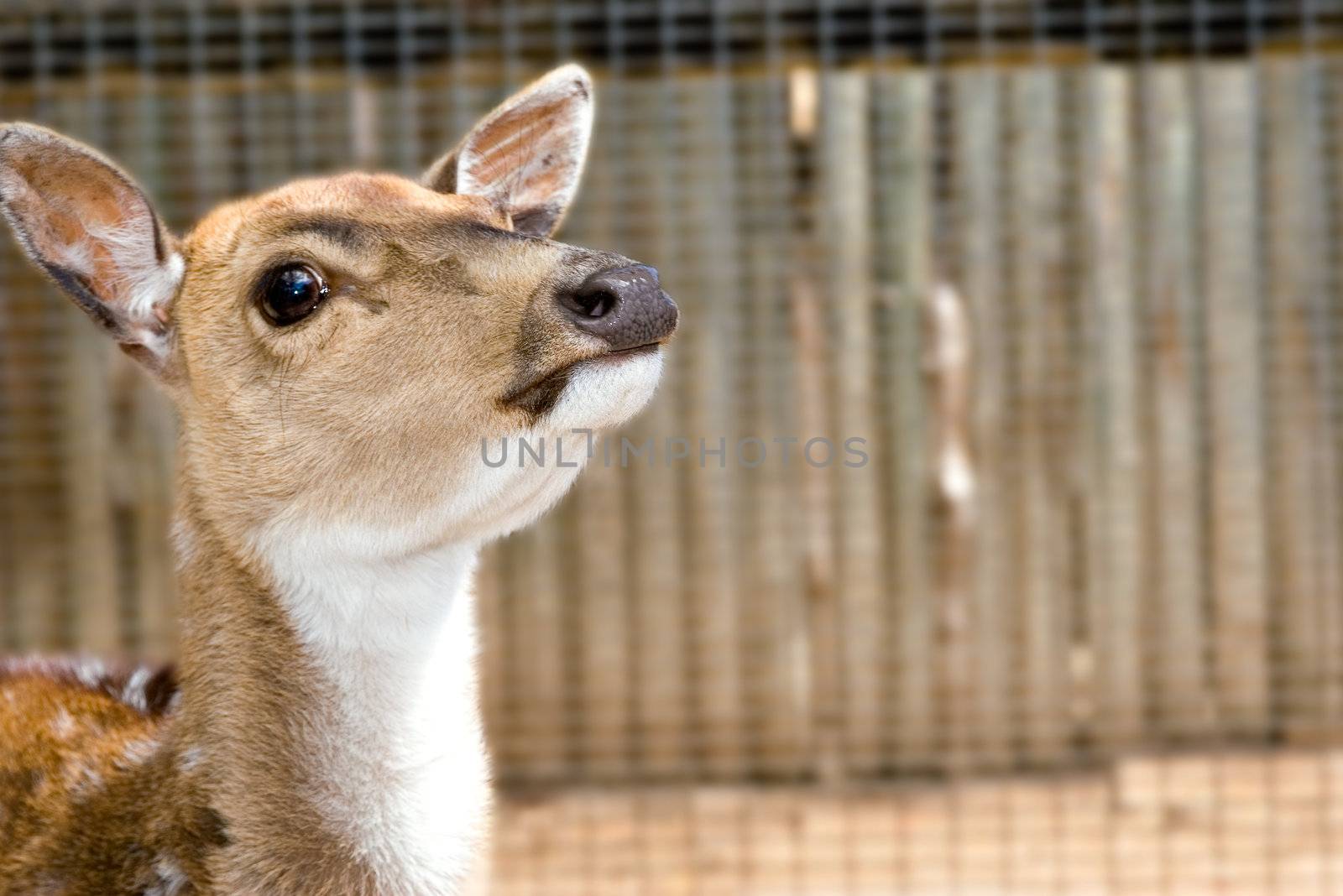 a nice small young deer with its head raised back watching the camera