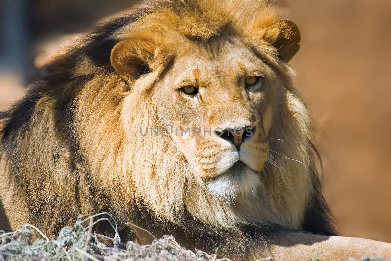 a lion sits and looks towards the camera