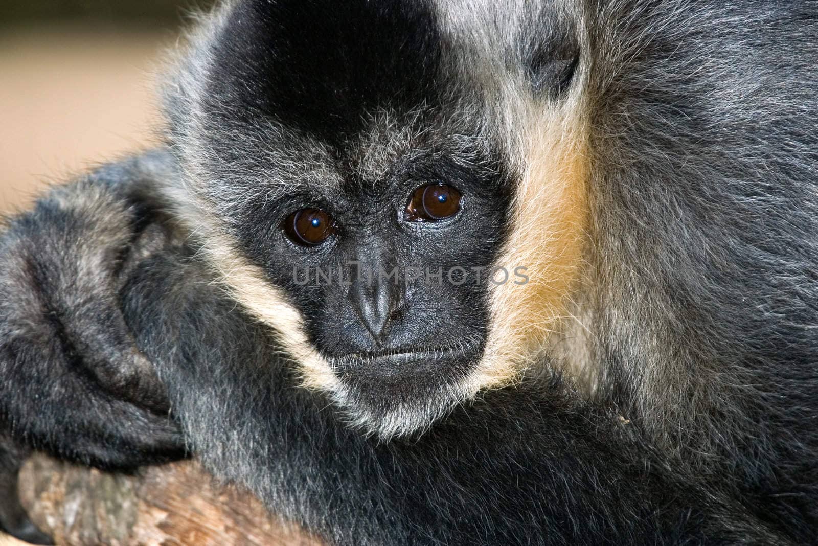 a white handed gibbon staring into the camera