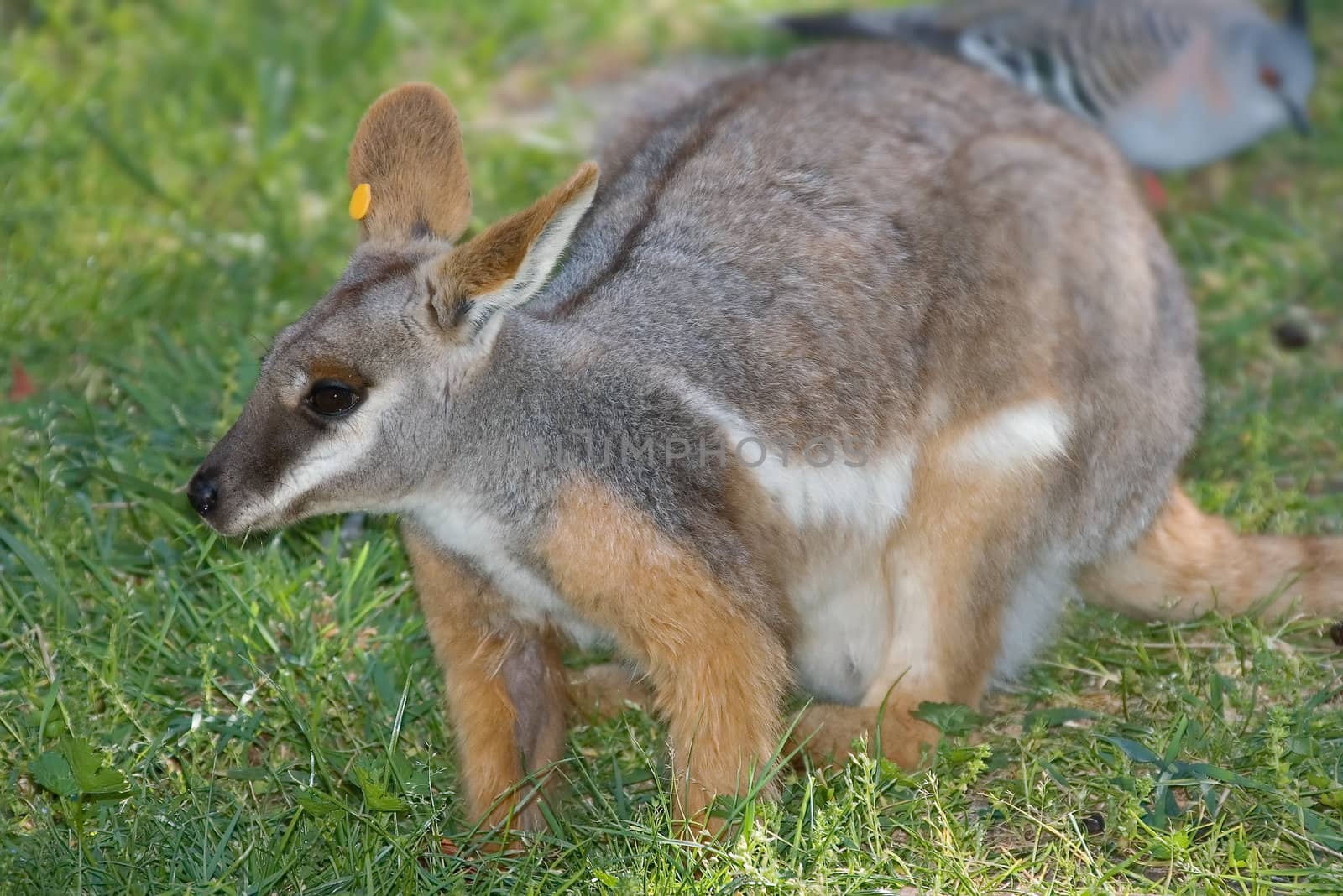 yellow footed rock wallaby