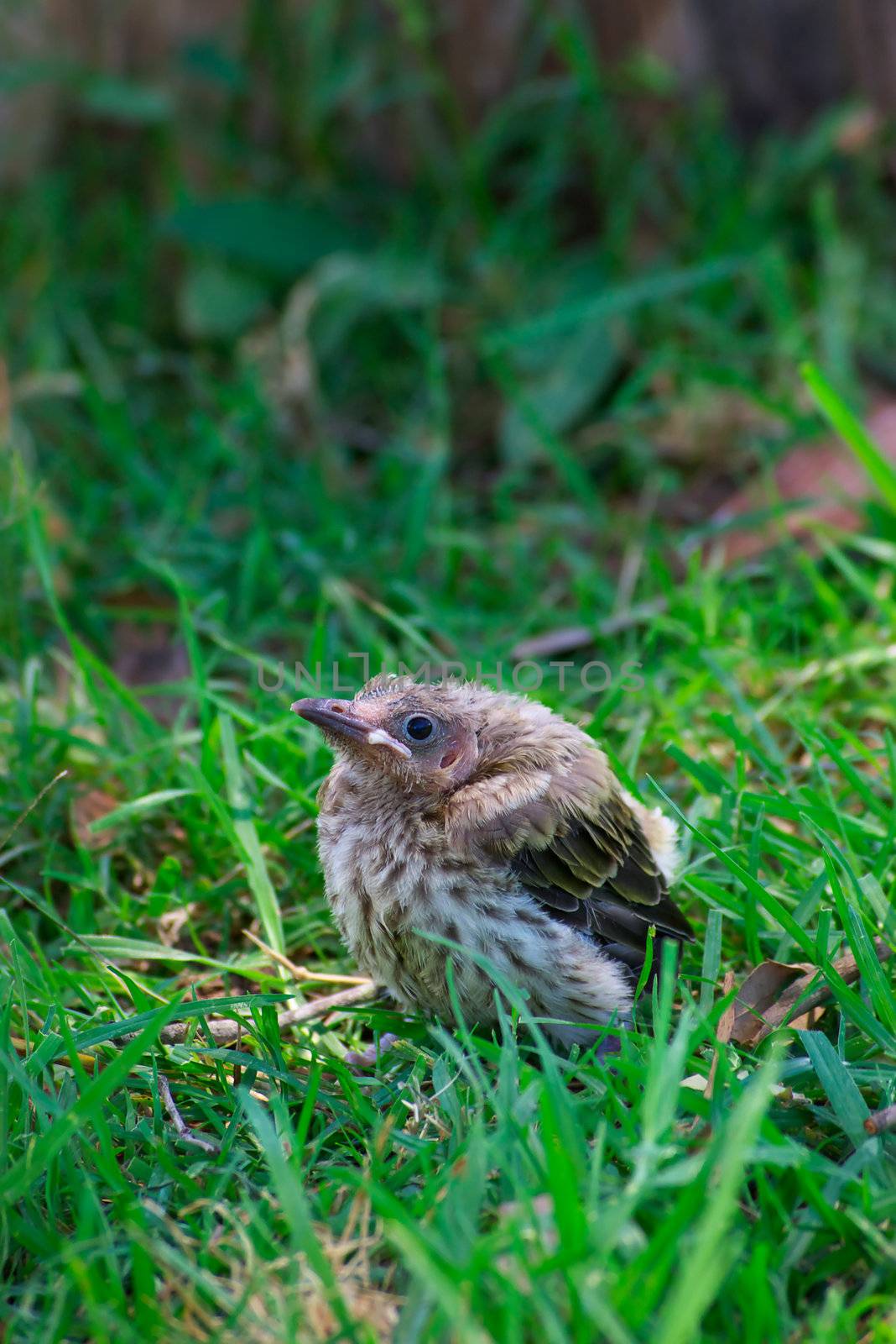 a little baby miner bird has fallen from the nest