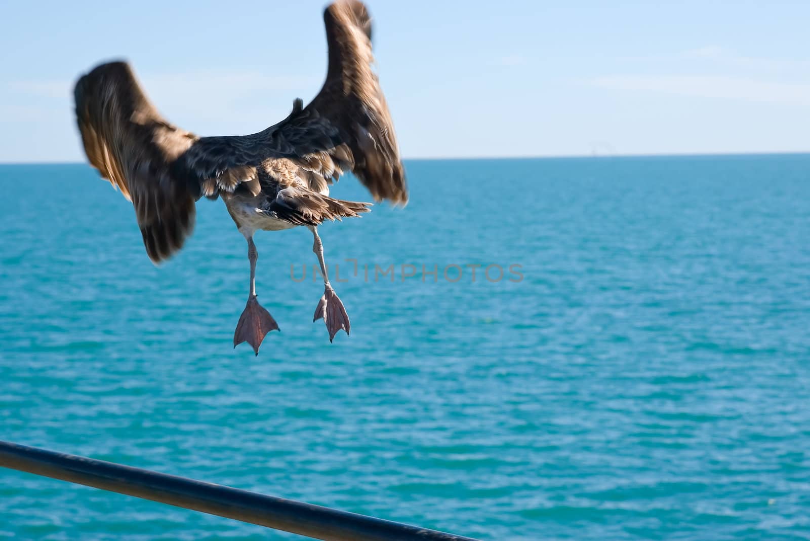its time to go - a large petrel sea bird takes of from a handrail to head out over the ocean