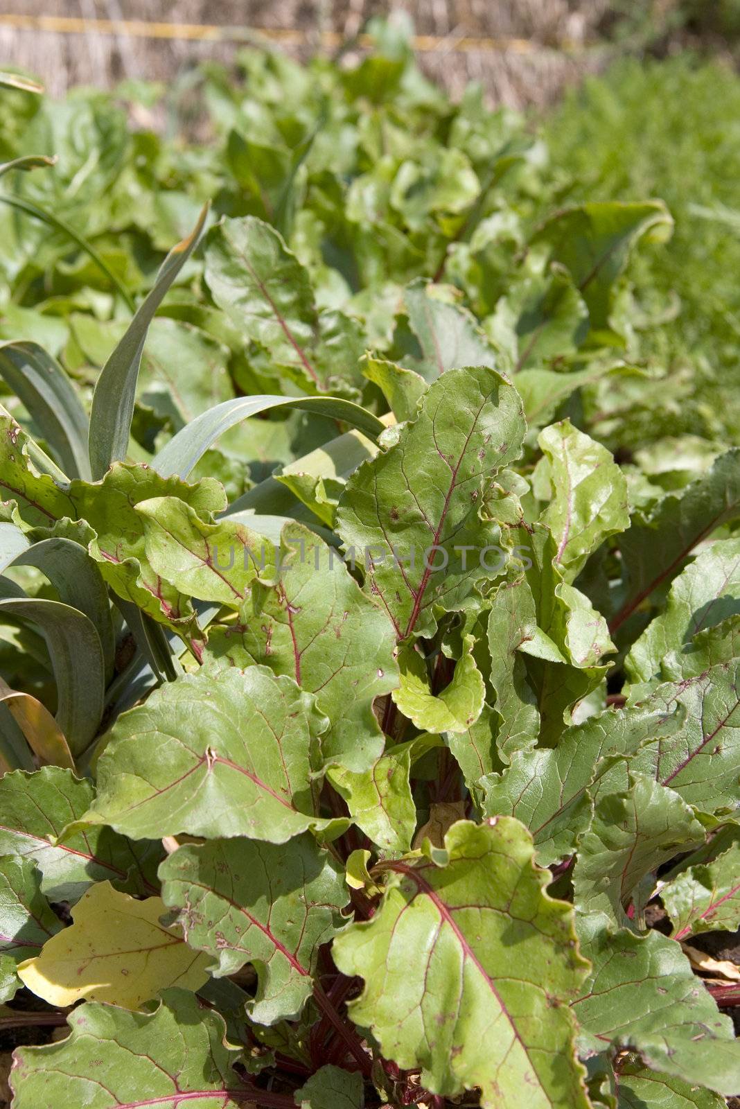 row of beetroot growing in a vegetable patch