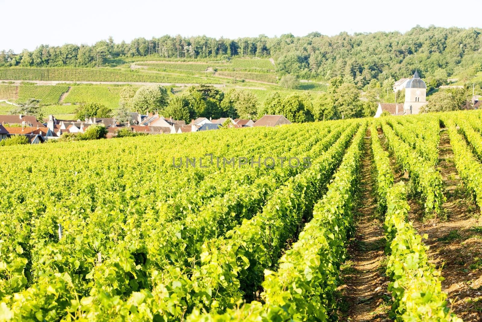 vineyards near Gevrey-Chambertin, Cote de Nuits, Burgundy, France