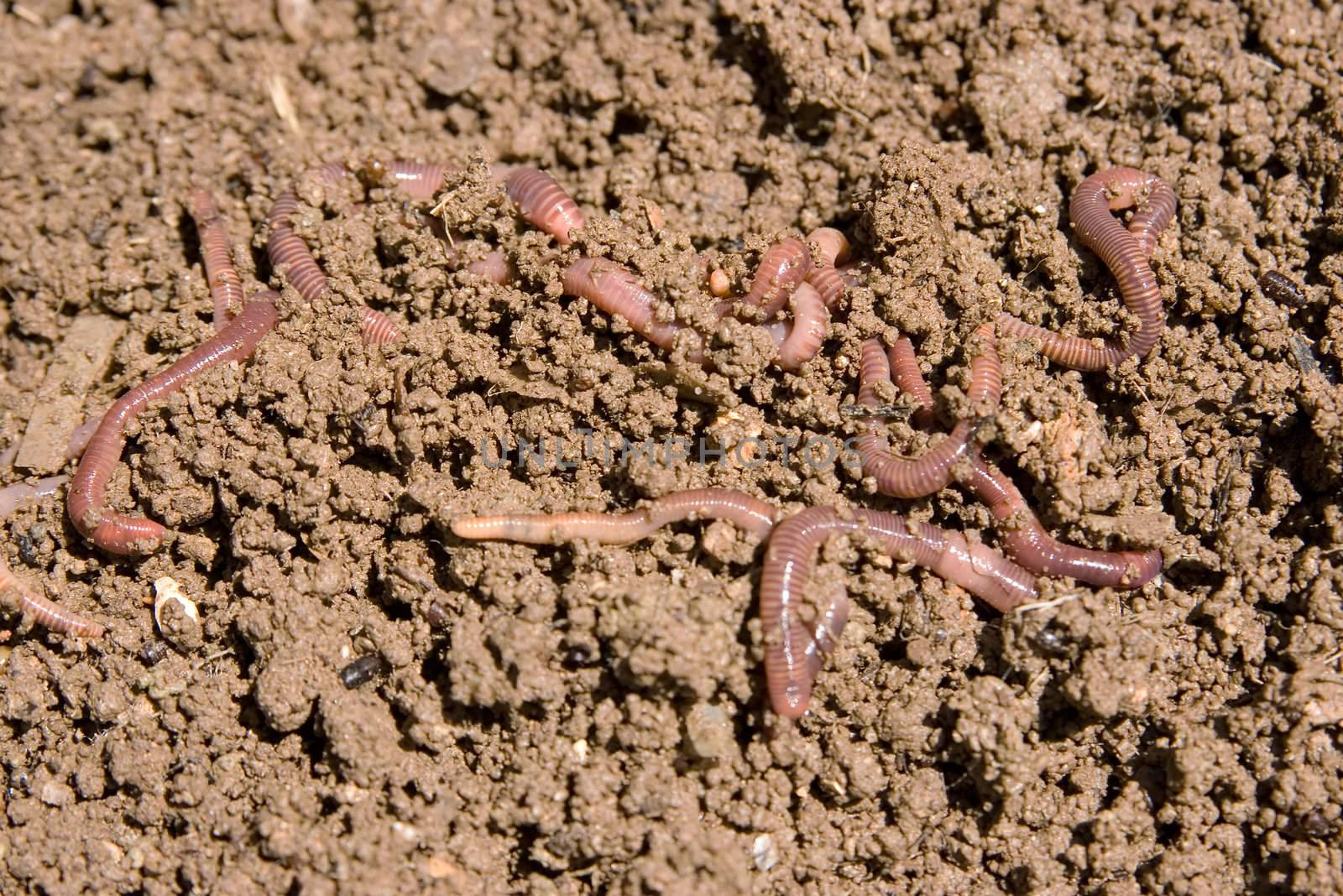 composting worms