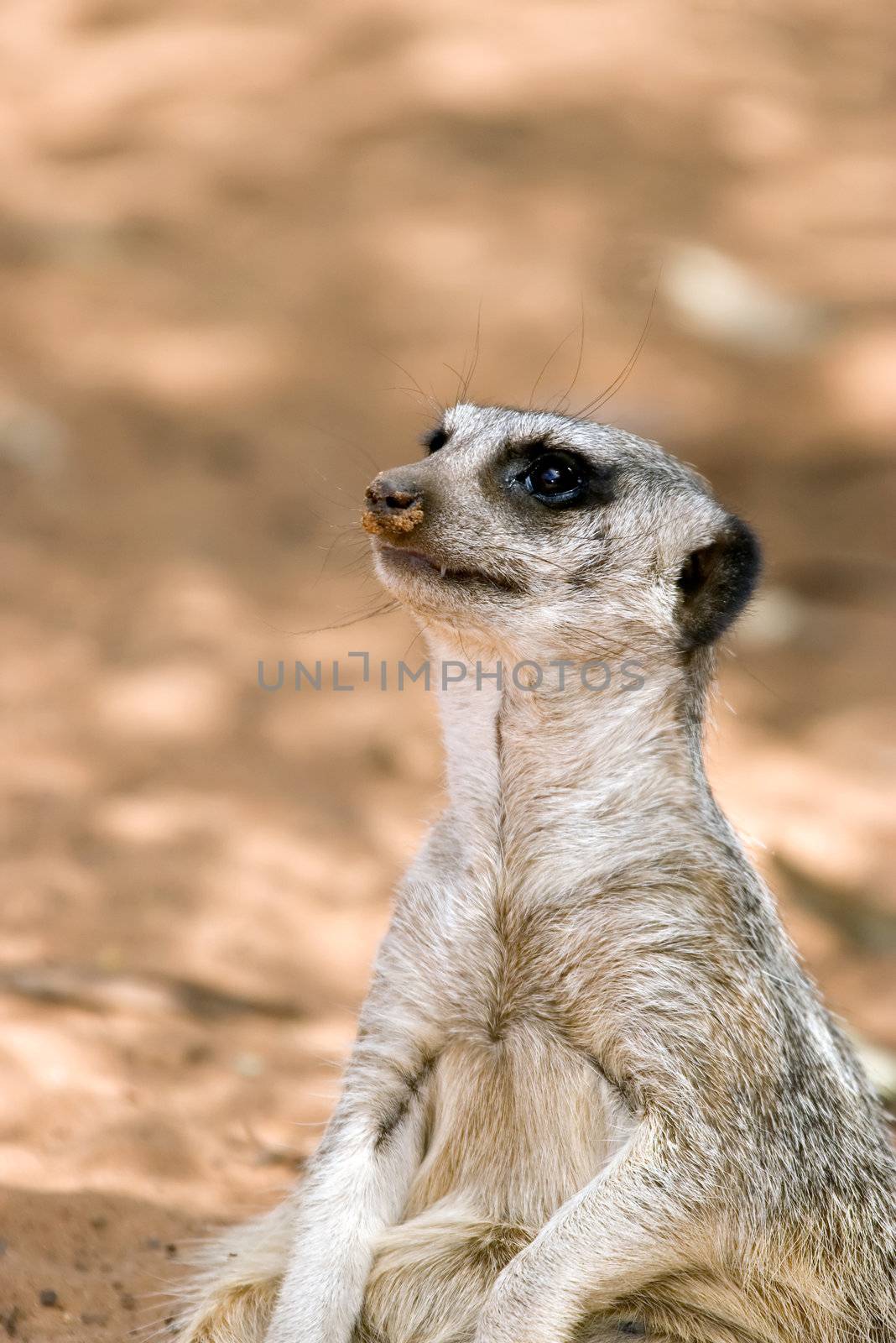 a small cute meerkat sits and looks up to the left