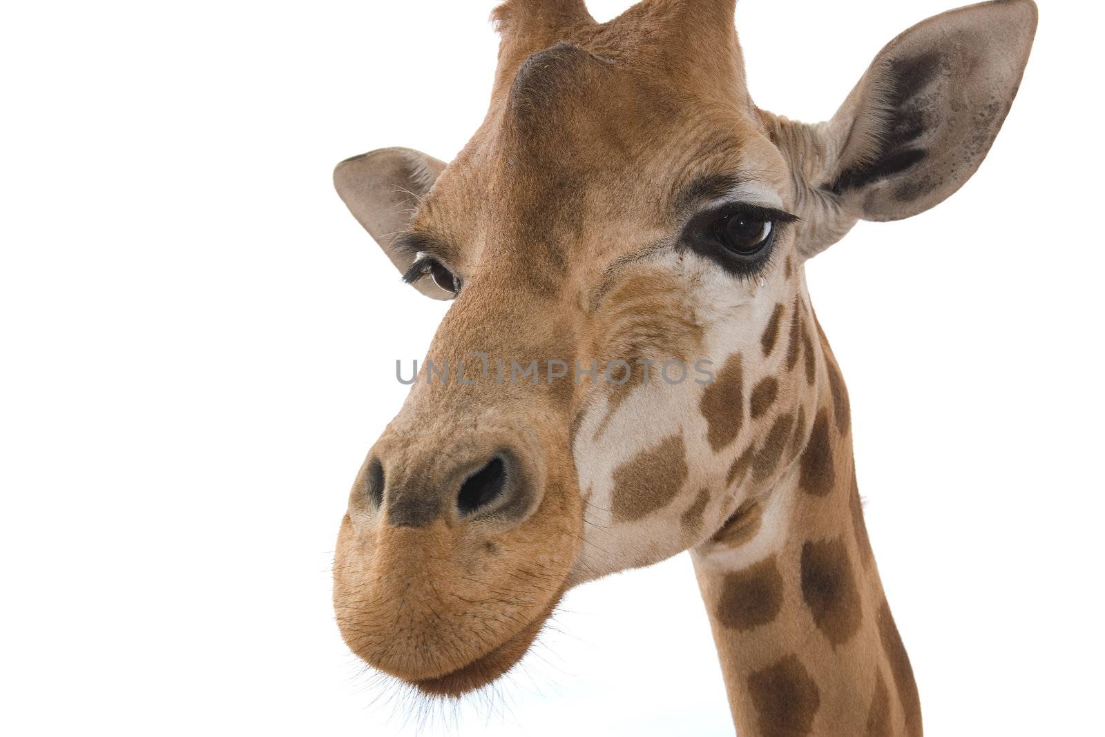 a closeup shot of a giraffes face on a white background