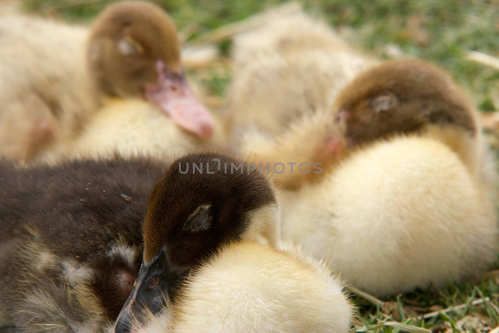 three cute little ducklings lay on the grass sleeping