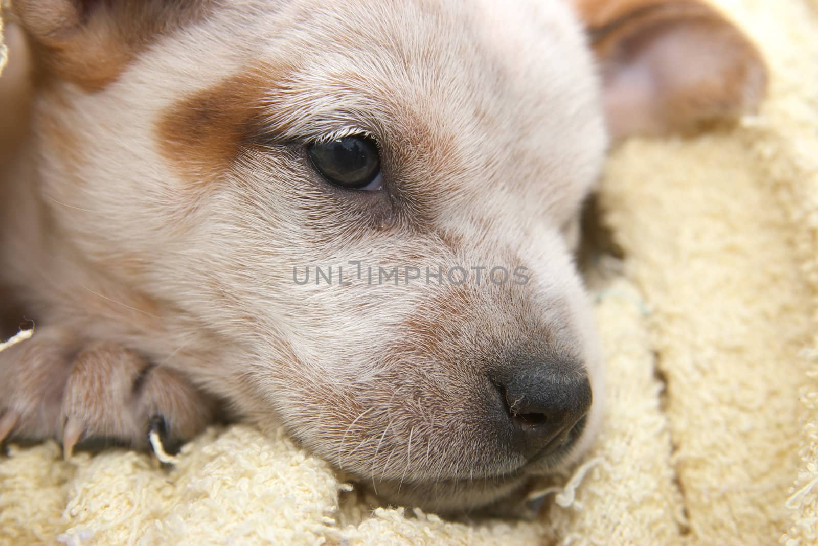 a cute and adorable six week old fox terrier puppy dog wrapped in a blanket
