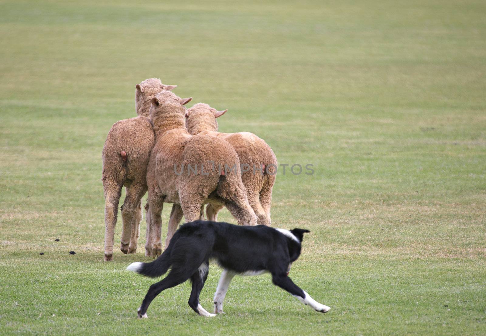 three sheep try and get away from the sheepdog