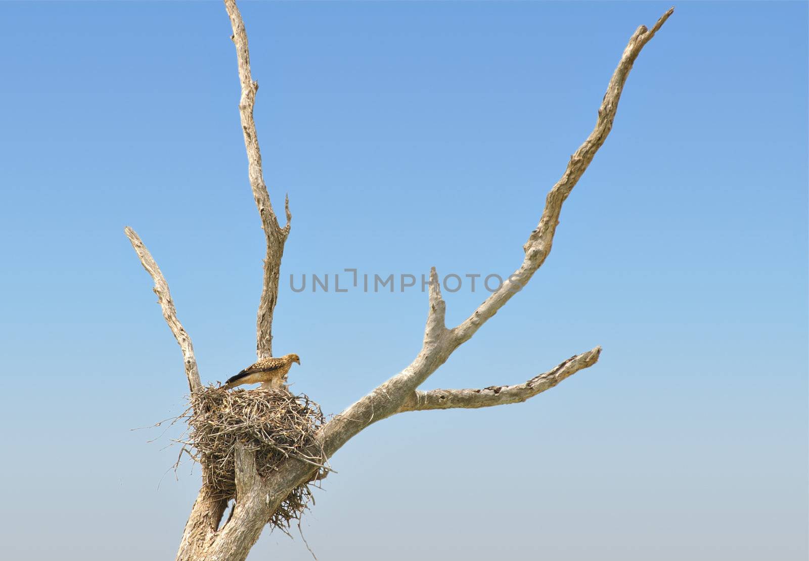whistling kite sits high up in its nest in a tree in front of blue sky (copy space)