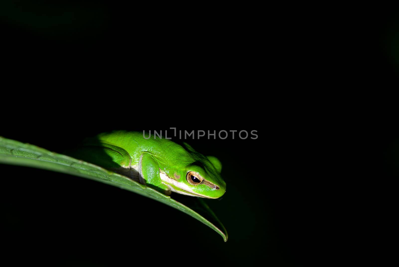 litoria fallax, dwarf green tree frog caught in the spotlight