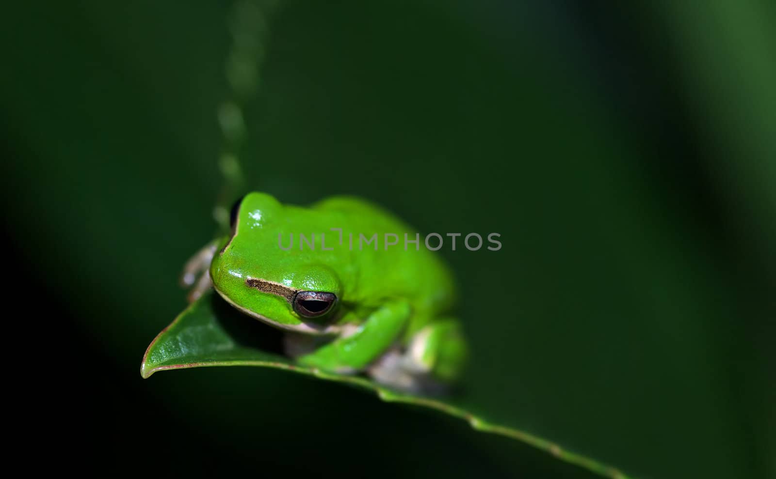 green - little dwarf green tree frog (litoria fallax) at night on the end of a large leaf